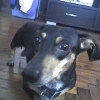 Jasper ~ My triv bud Lindsay's doggie.