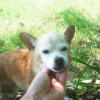 Nicki ~ Beloved doggie of my good friends Bob & Sandi - RIP April '07-cool little mutt!!