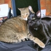 My cute NJ cousin Jackie's adorable, loving kitties...Simba & Bogart