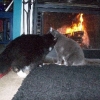 Yank and Rebel, kissing by the fire